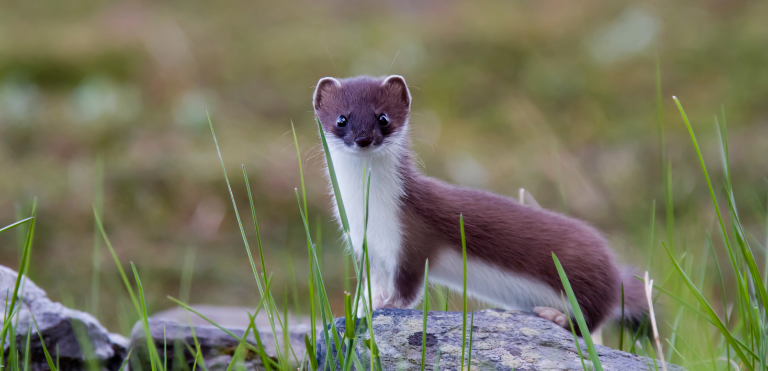 Stoat