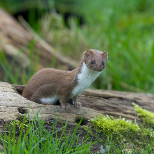 Weasel Mustela nivalis 614x614