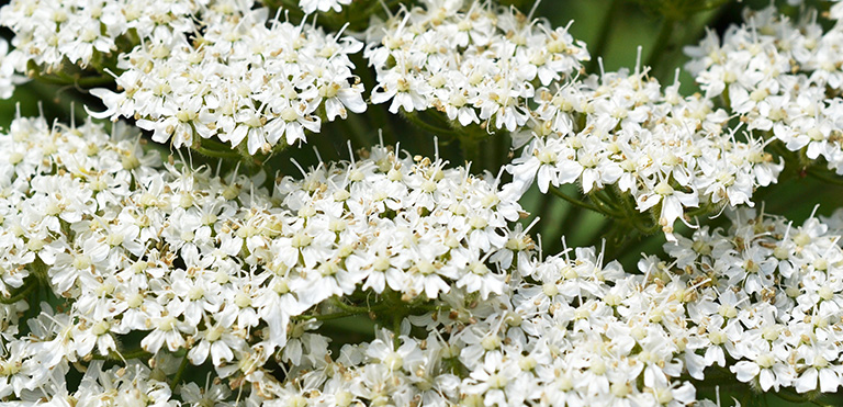 Giant Hogweed