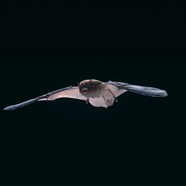 Nathusius' pipistrelle bat | 614x614 | SureScreen Scientifics